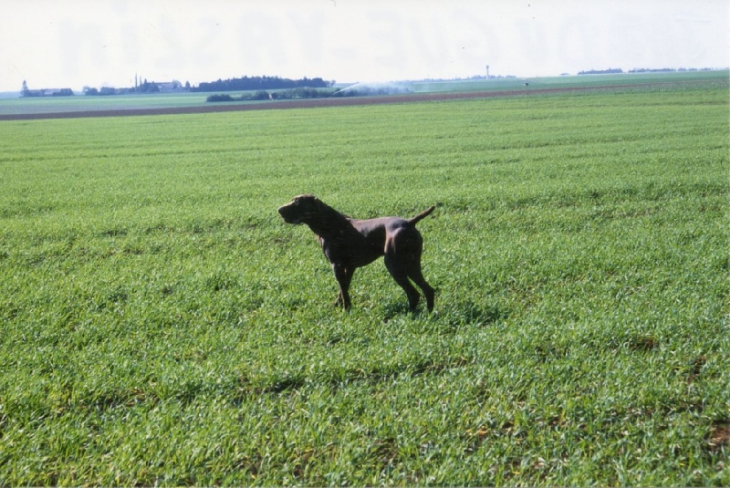 Chiens du Gué Vaslin