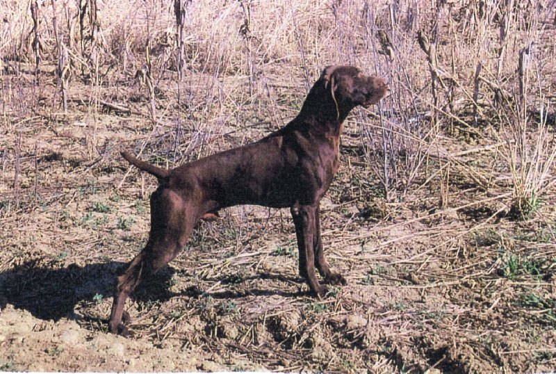 Chiens (affixe autres)