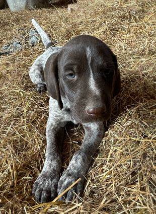 Du Gué-vaslin - Chiots disponibles - Braque allemand à poil court