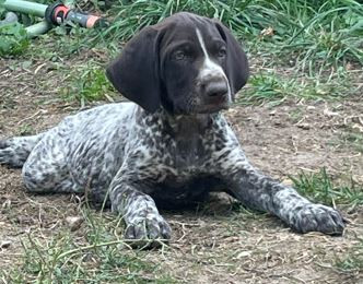 Du Gué-vaslin - Chiots disponibles - Braque allemand à poil court